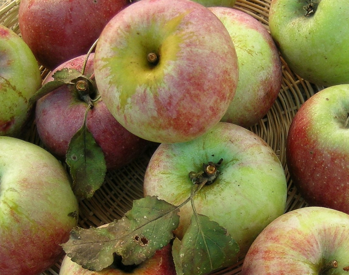 MALUS DOMESTICA ROSA DI ALATRI